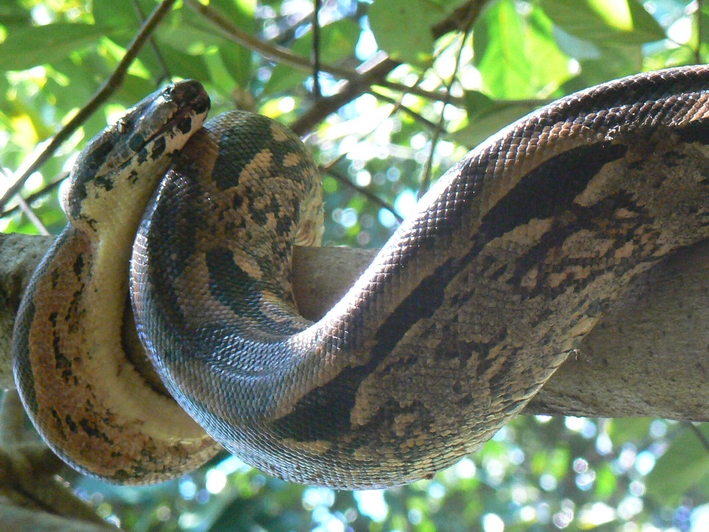 879_ Amporaha_boa.JPG
